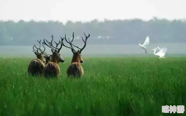 步云鹿背景：深入了解这一神秘生物的生态习性、栖息环境及其在文化中的象征意义与重要性