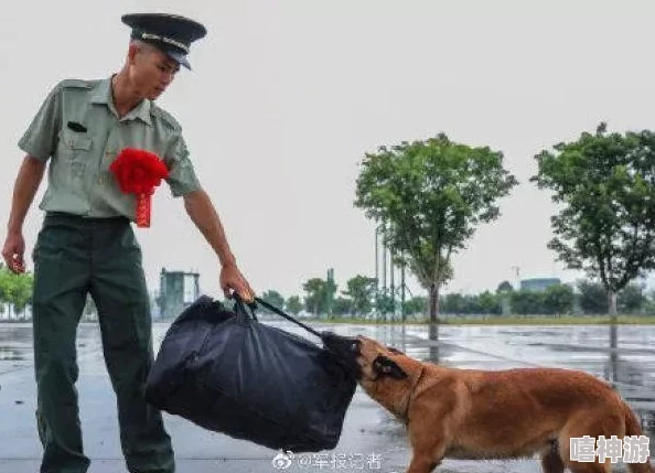 张警犬9分10秒头撞玻璃澎湃，展现出其勇猛无畏的精神和对工作的执着追求，让人感受到警犬与主人之间深厚的默契