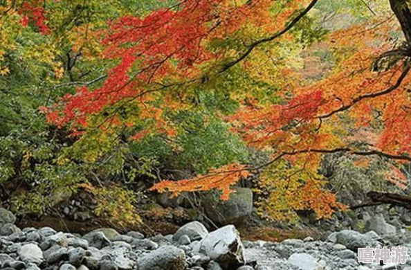 厨房彻底征服岳近日，节目组邀请了知名大厨进行现场烹饪挑战，观众反响热烈