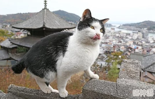 日本丰满毛茸茸猫咪图鉴新增十个品种介绍附高清写真