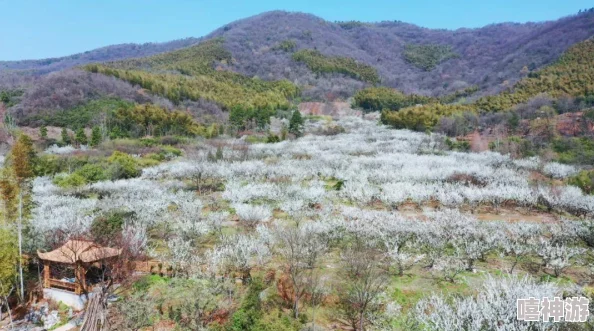 头埋在我花丛里花期将尽蜜蜂忙采蜜我却开始期待结果