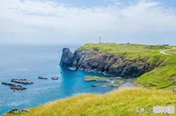 猜一猜，海仙人掌究竟属于哪一类神秘海洋生物，揭秘其独特身份之谜